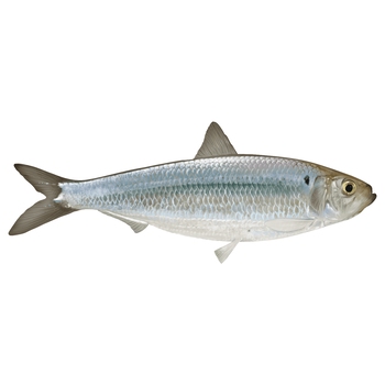  Atlantic herring