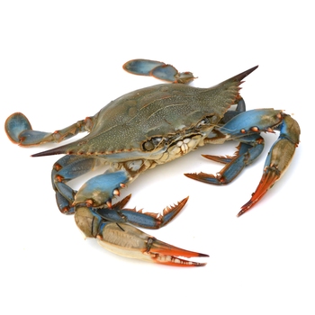  Blue Crab