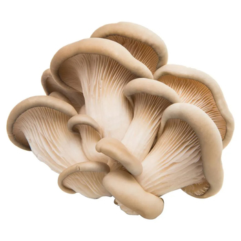  Mushrooms (Oyster)