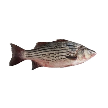  Striped Bass