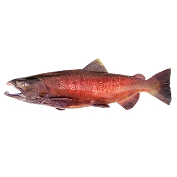  Chinook Salmon