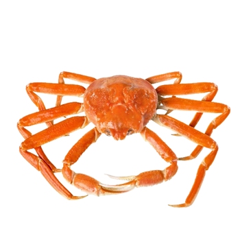  Queen Crab