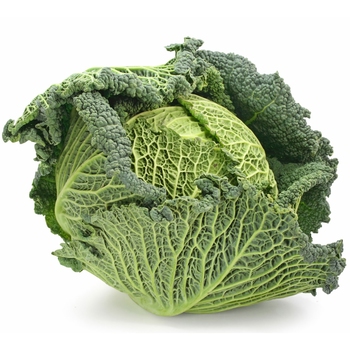  Cabbage (Savoy)