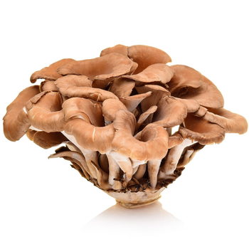 Mushrooms (Maitake)