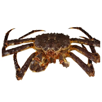  Alaska King Crab