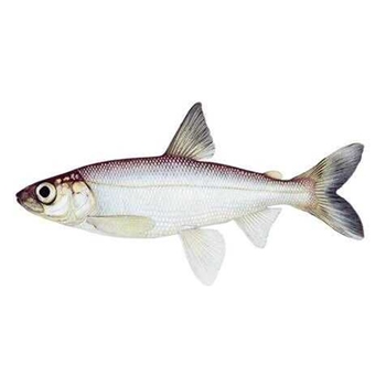  Cisco (Fish)