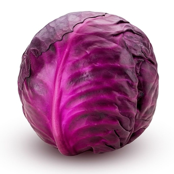  Cabbage (Red)