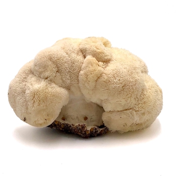 Mushrooms (lion's mane)