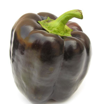  Bell Pepper (Chocolate Brown)