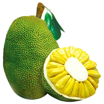  Jackfruit