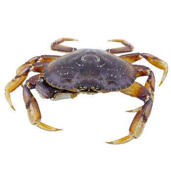  Dungeness Crab