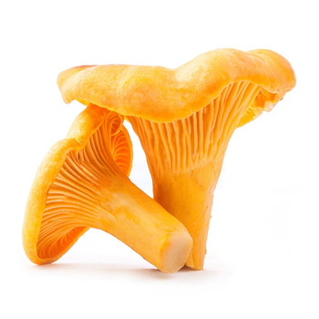  Mushrooms (Chanterelle)