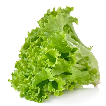  Lettuce Leaf (Green)