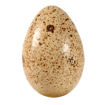  Turkey Egg