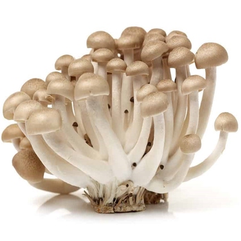  Mushrooms (Beech)