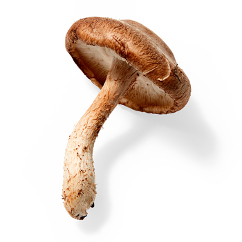  Mushrooms (Shiitake)